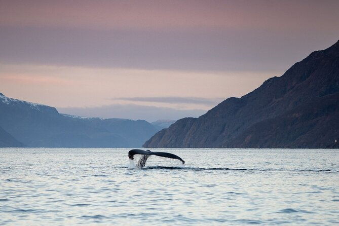 small-group-whale-watching-by-rib