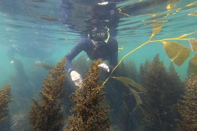 snorkel-san-diegos-mission-bay-with-a-marine-biologist