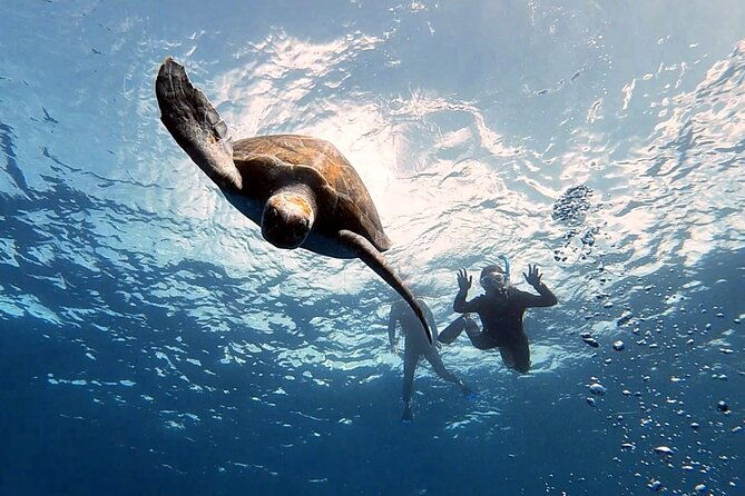 snorkeling-excursion-in-the-rays-and-turtles-zone