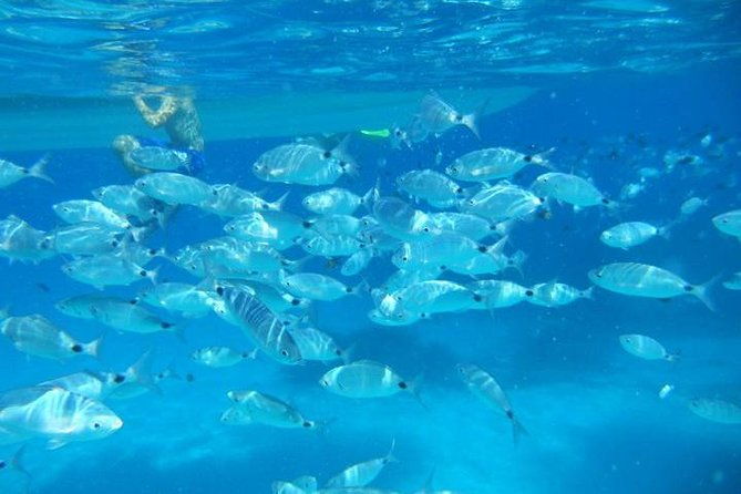 snorkeling-marine-protected-area-tavolara