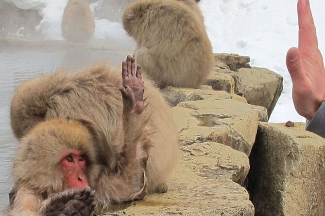 snow-monkey-and-shibu-onsen-afternoon-group-tour-from-myoko-kogen