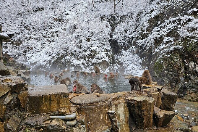 snow-monkey-nagano-one-day-private-tour-with-english-guide