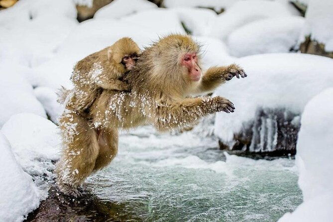 snow-monkey-park-zenkoji-temple-nagano-pvt-full-day-tour