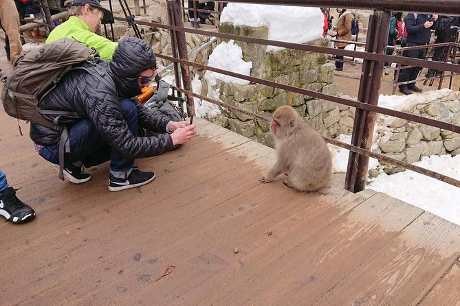 snow-monkey-shiga-kogen-roman-museum-with-lunch-buffet