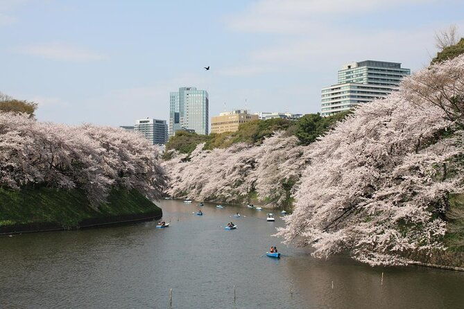tokyo-cherry-blossoms-blooming-spots-e-bike-tour-3hrs