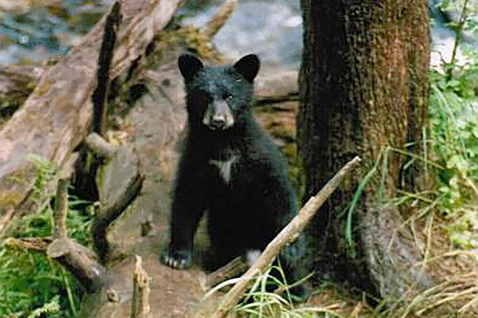 traitors-cove-bear-viewing