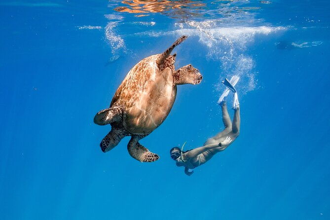 turtle-canyon-snorkel-semi-private-boat-tour