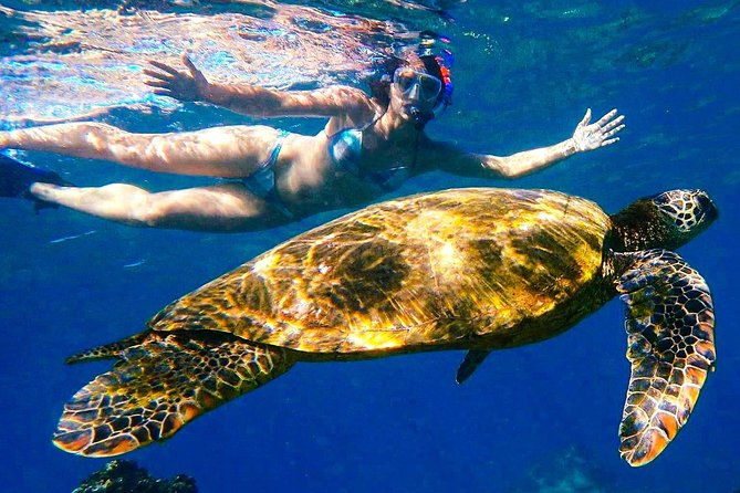 turtle-town-clear-kayak-snorkel-tour-11am-1pm