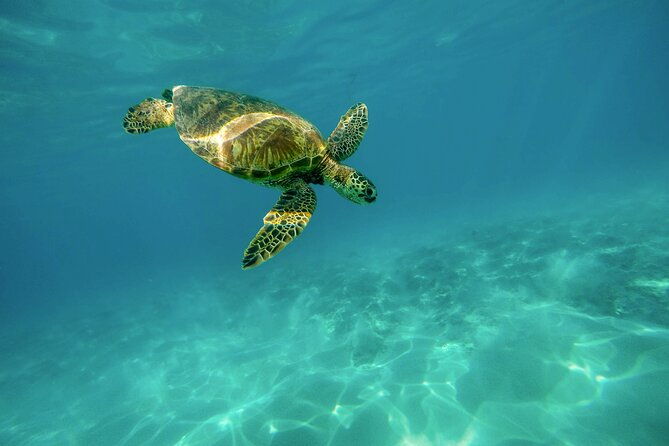 turtle-town-snorkel-with-photo-and-video