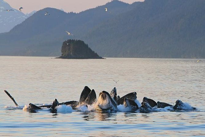 ultimate-juneau-whale-watch