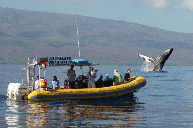 ultimate-whale-watch-2-hour-lahaina-raft-style