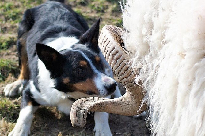 visit-traditional-working-sheep-farm-sheepdog-demo-galway-guided-1-%c2%bd-hours