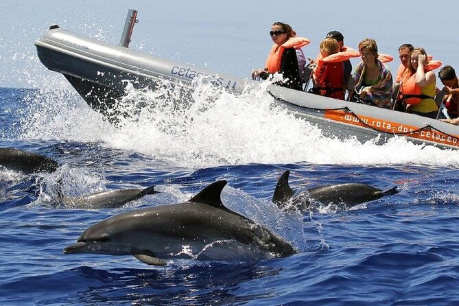 whale-and-dolphin-watching-tour-from-funchal