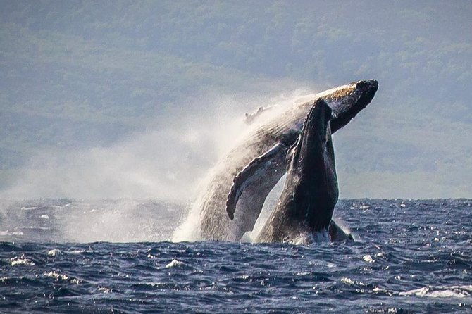 whale-watching-cruise-with-open-bar-from-kaanapali-beach