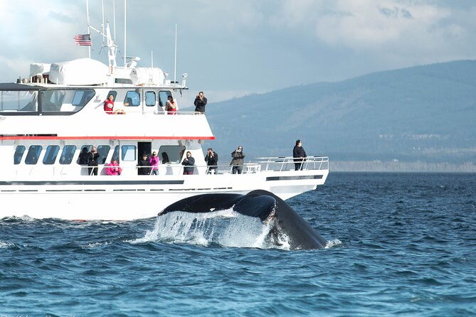 whale-watching-from-friday-harbor
