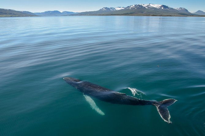 whale-watching-from-the-heart-of-akureyri