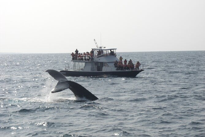 whale-watching-in-okinawa