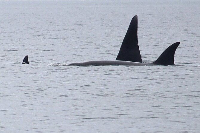 whale-watching-tour-from-anacortes