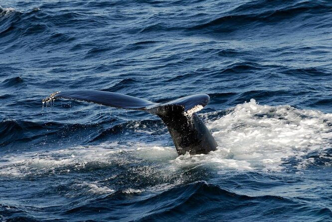 whale-watching-tour-in-gloucester