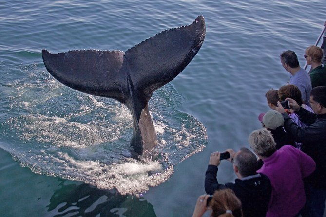 whale-watching-trips-to-stellwagen-bank-marine-sanctuary-guaranteed-sightings
