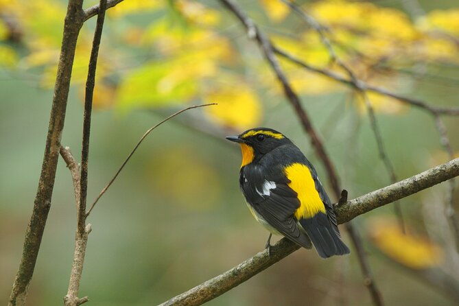 wild-bird-sanctuary-forest-guided-tour-in-nagano