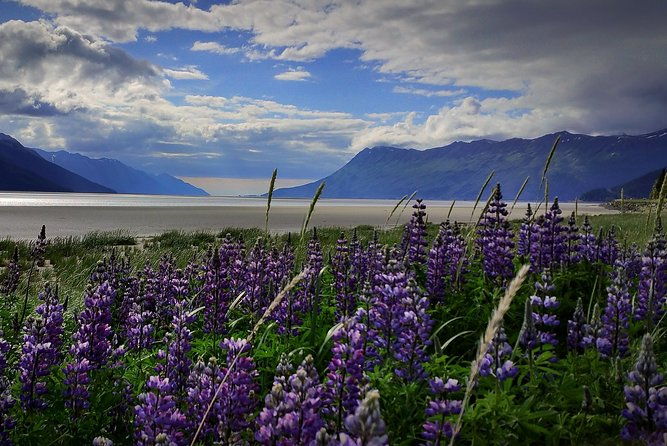 wilderness-wildlife-glacier-experience-from-anchorage