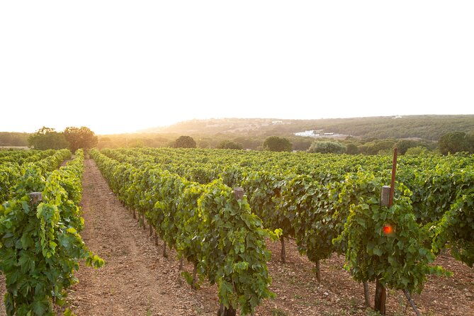wine-experience-vineyard-wines-and-food