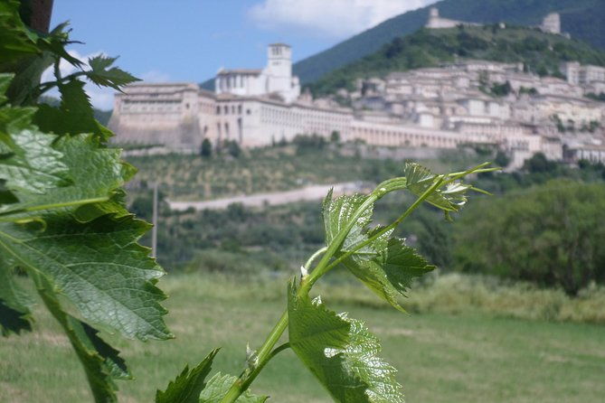 wine-tasting-and-walk-in-the-vineyard-of-assisi