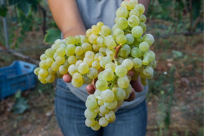 wine-tasting-in-vieste