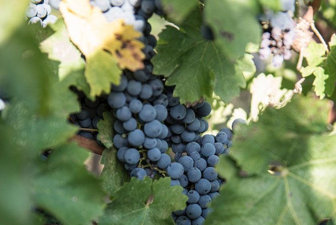 wine-tour-experience-at-agricola-tamburini