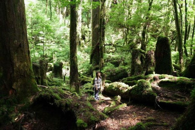 yakusugi-cedar-forest-walking-tour-on-yakushima-island