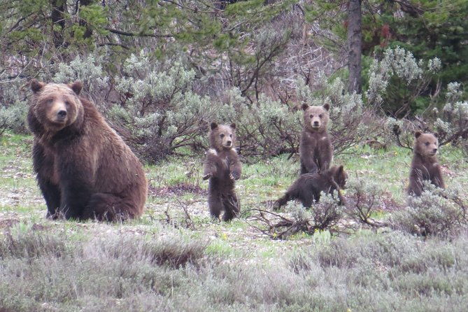 yellowstone-national-park-full-day-lower-loop-tour-from-jackson
