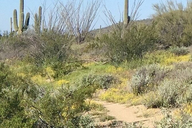 1-2-hour-sonoran-desert-private-guided-hiking-tour