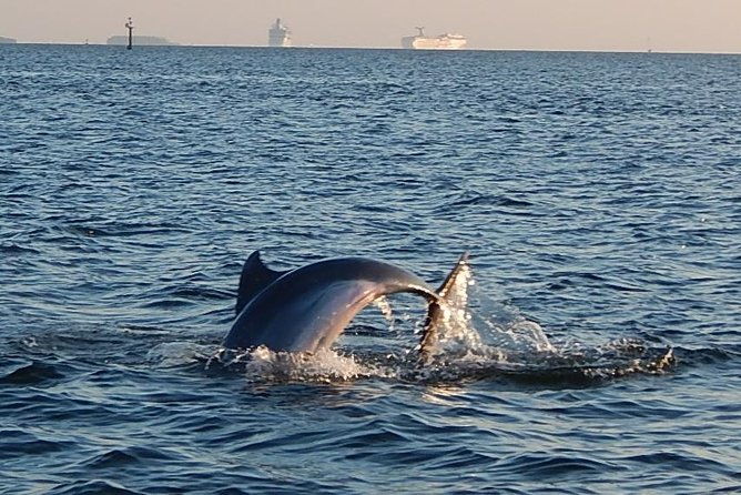 1-5-hour-dolphin-sightseeing-cruise-from-tampa