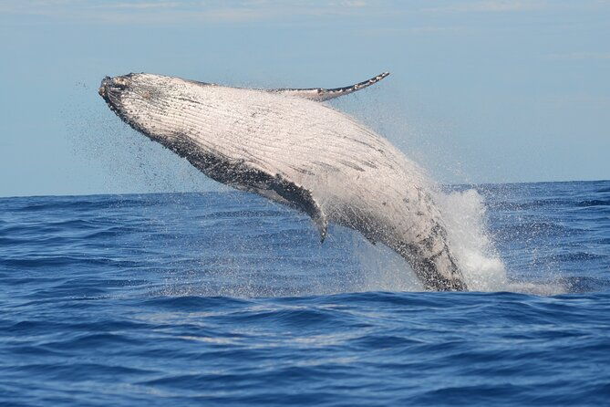 1-5-hour-guided-whale-and-marine-life-tour