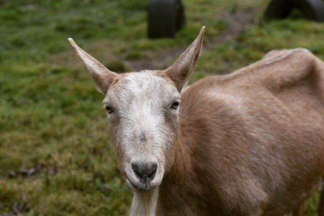 1-5-hour-immersive-farm-experience-in-adirondacks