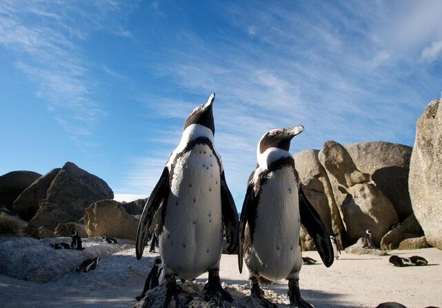 1-cape-town-airport-transfer-private-tour-trips-during-yo-stay