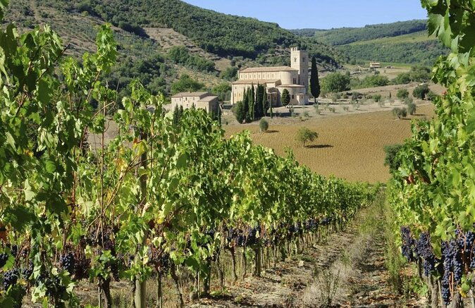 1-hour-experience-with-brunello-visit-to-the-vineyard-and-cellar
