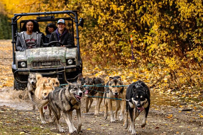1-hour-fall-sled-dog-experience-in-two-rivers