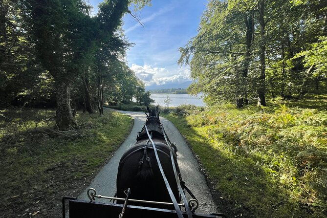 1-hour-guided-carriage-tour-in-killarney-national-park
