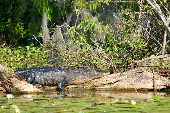 1-hour-historical-wildlife-tour-of-the-famous-chain-of-lakes