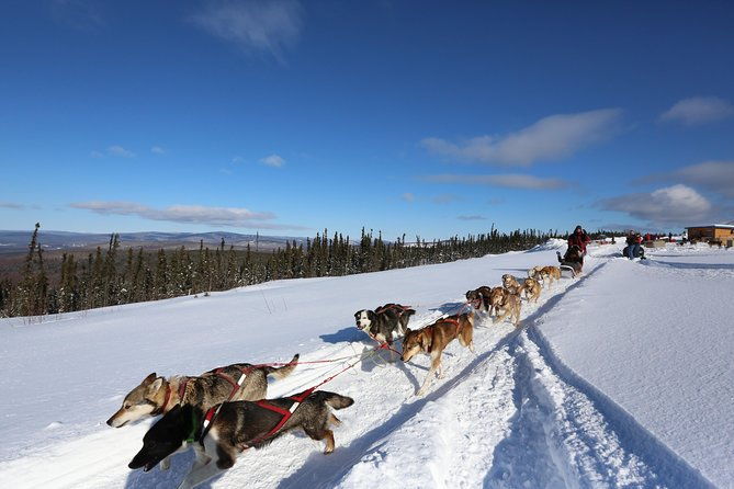 1-hr-dog-sledding-tour-in-fairbanks-without-transportation