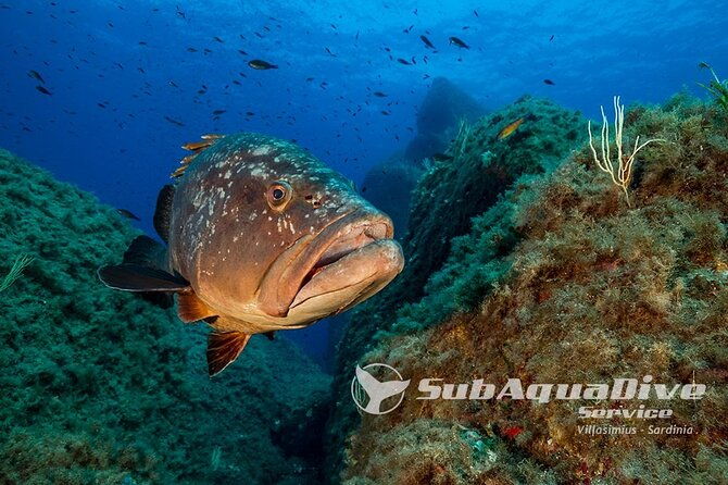 1-single-dive-in-the-capo-carbonara-marine-protected-area-for-patented-2
