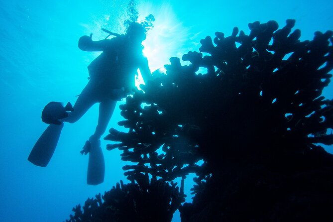 1-tank-discover-scuba-at-koloa-landing-with-no-experience-needed