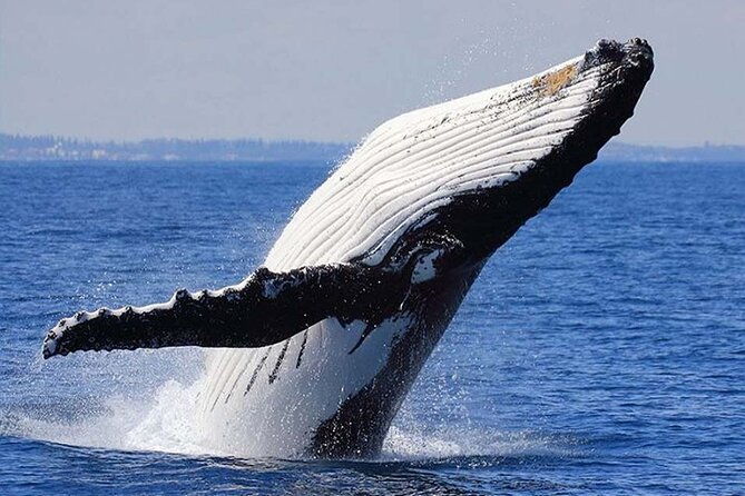 1-5-hour-whale-watching-cruise-with-transportation