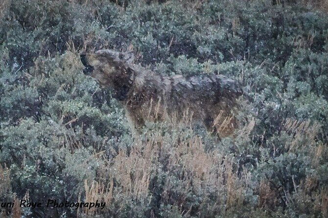 2-Day Private Tour in Yellowstone(Lower and Upper Loops W Iconic Sites) W Lunch