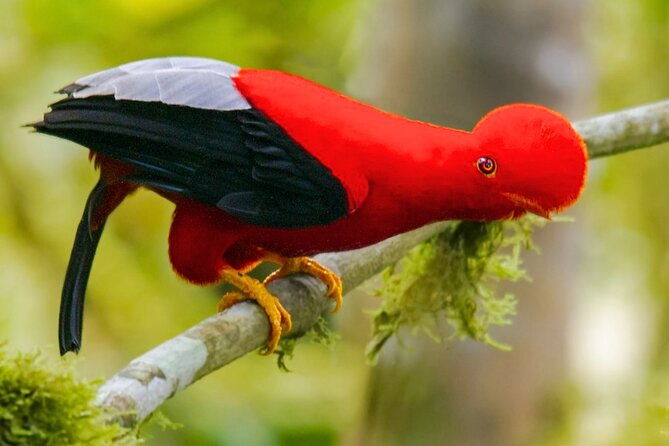 3-days-guided-manu-jungle-tour-from-cusco