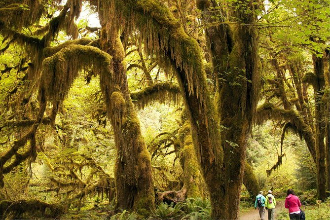 3 Days in Olympic National Park From Seattle: Silent Forest - Hoh Rainforest