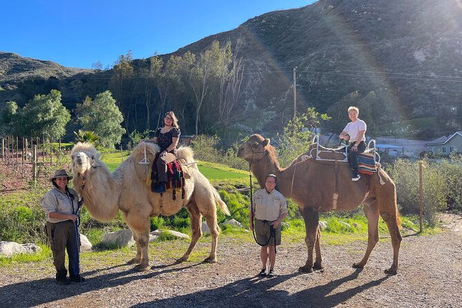 3 Hour Camel Trek Into the Forest and Ranch in California