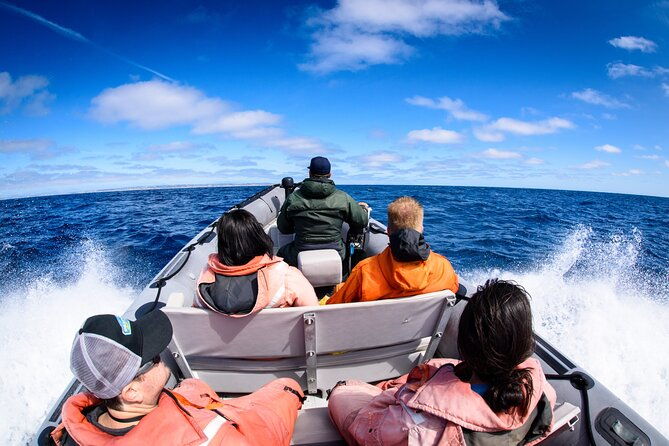 3-Hour Guided Whale and Dolphin Watching Experience in San Diego
